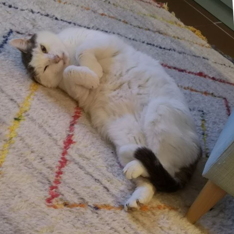 Photo of Wylfen's Cat Charlie
