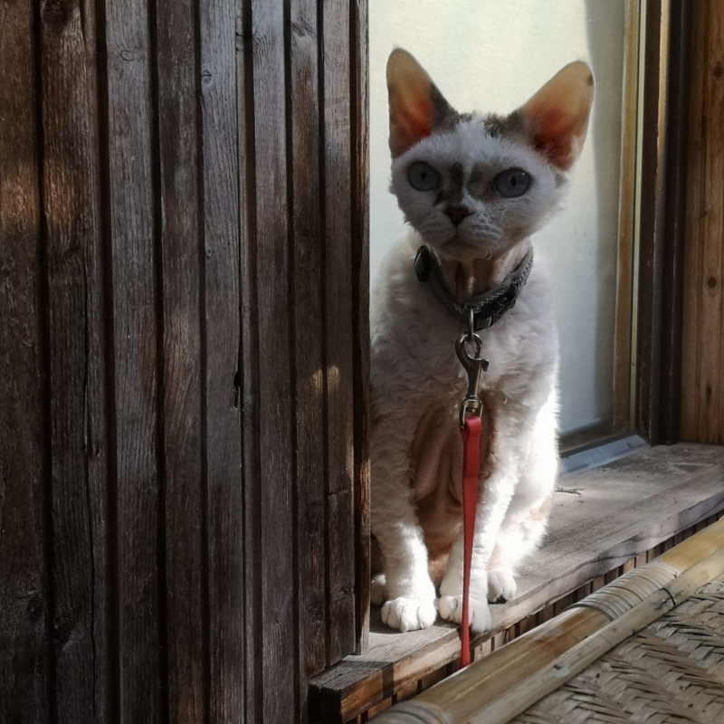 Photo of Wylfen's Cat Enya